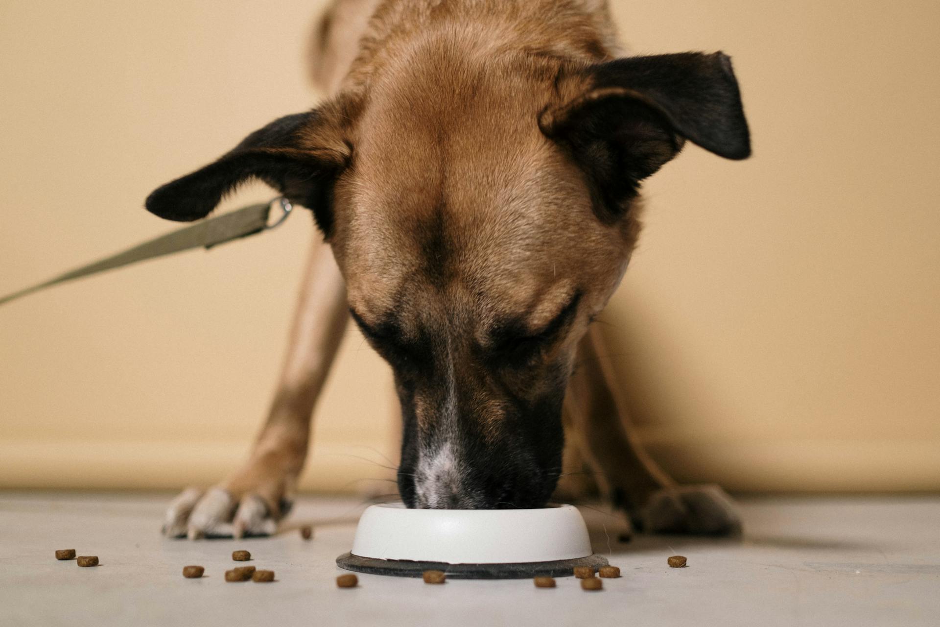 Bez zbóż i bez drobiu: idealna dieta dla psów o wrażliwym żołądku