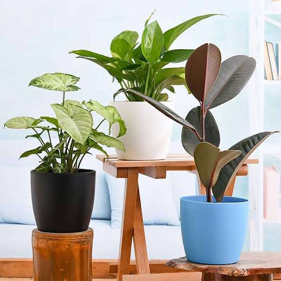 Beautiful House Plants to Brighten Every Home and Make the Perfect Gift